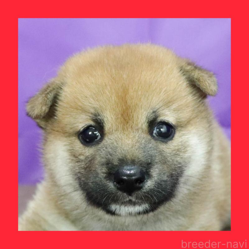 商談中の愛知県の柴犬-400969